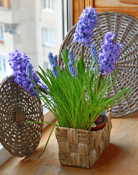 春の花のバスケットにヒヤシンスをブルーします。 — ストック写真