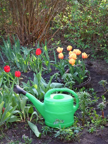 Zelená, zalévání květin lůžka s tulipány — Stock fotografie
