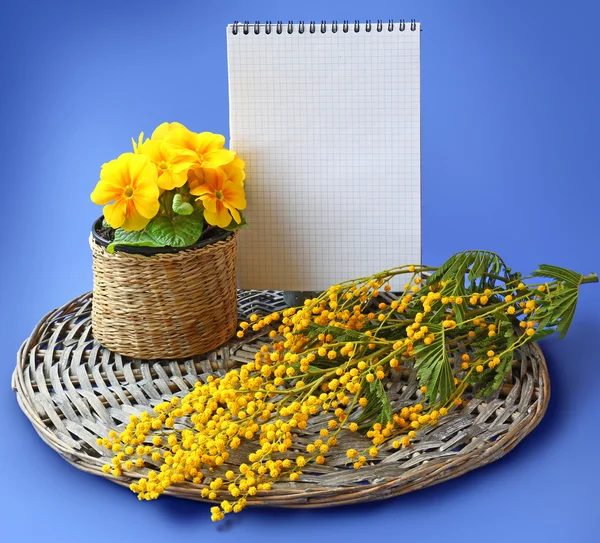 Mimosa and primrose close notebook — Stock Photo, Image