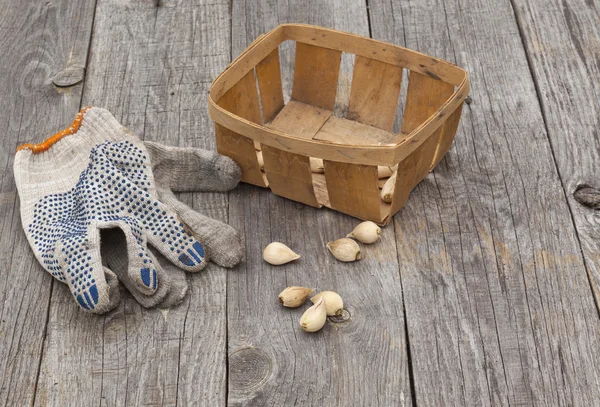 Іридодичний ретикулат цибулини і садові рукавички — стокове фото