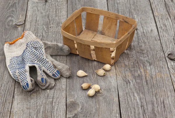 Iridodictyum reticulata bulbs and garden gloves — Stock Photo, Image