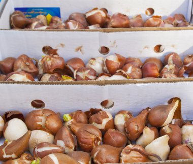 Satılık lale soğanı