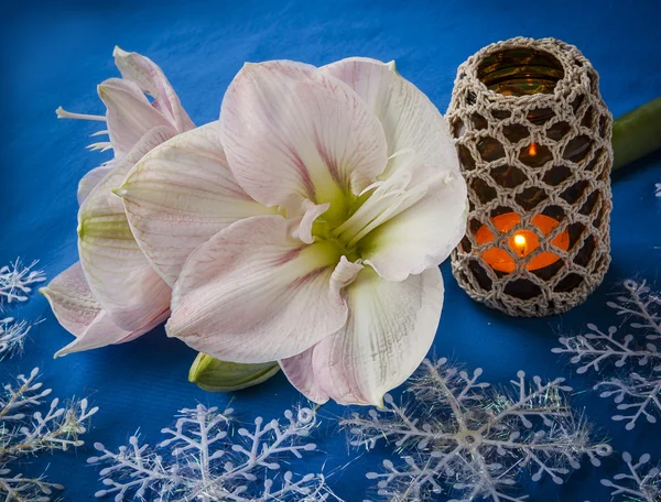 Różowy hippeastrum — Zdjęcie stockowe