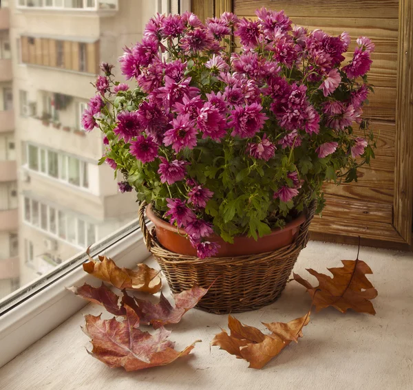 Fialový chryzantéma v košíku — Stock fotografie