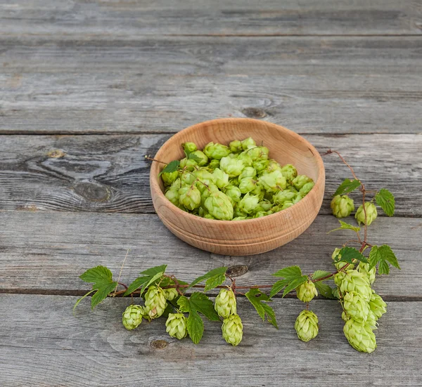 Récolte de houblon — Photo