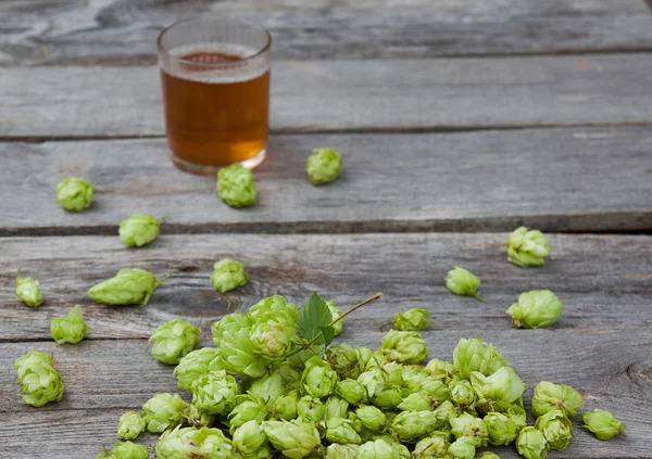 Cônes de houblon pour la santé des femmes — Photo