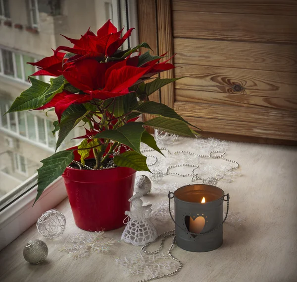 Weihnachtsstern im Fenster. — Stockfoto