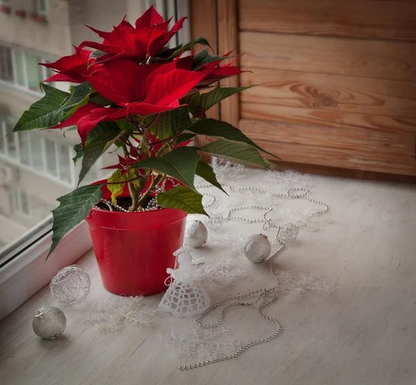 Atatürk çiçeği (euphorbia pulcherrima) üzerinde pencere ve yılbaşı dekor — Stok fotoğraf