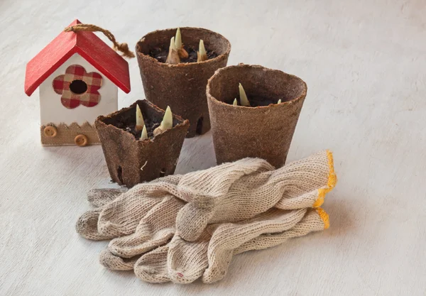 Pots de tourbe avec des fleurs d'IRIS bulbeux choux — Photo