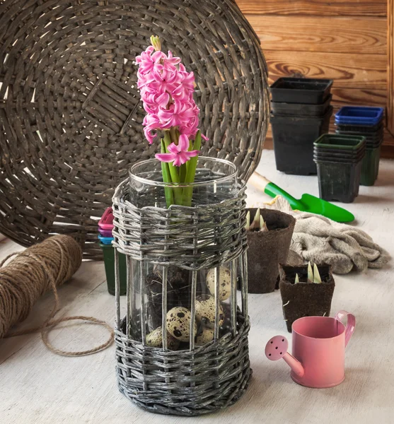 Pink hyacinth and seedlings in peat pots — Stock Photo, Image