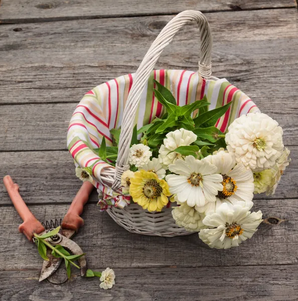 Basket with white zinnia and secateur — Stock Photo, Image