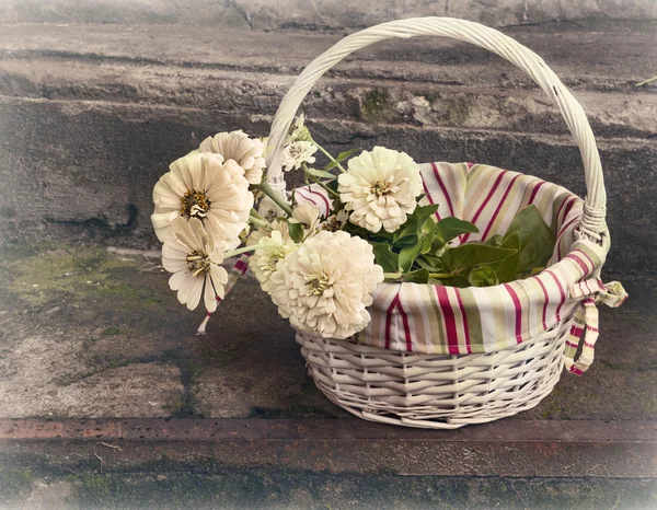 Basket with white zinnia of retro toning — Stock Photo, Image