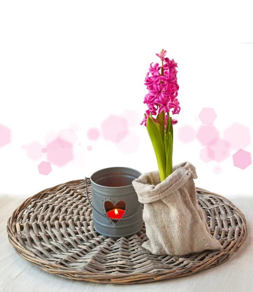 Bloeiende roze hyacint — Stockfoto