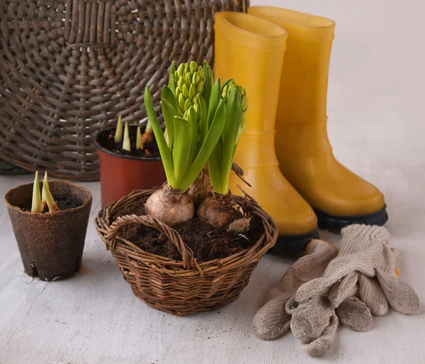 Three hyacinth in basket — Stock Photo, Image