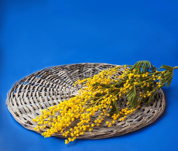 Sensitivasläktet — Stockfoto