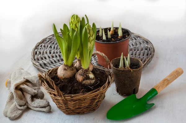 Tres herramientas de jardín y Jacinto — Foto de Stock