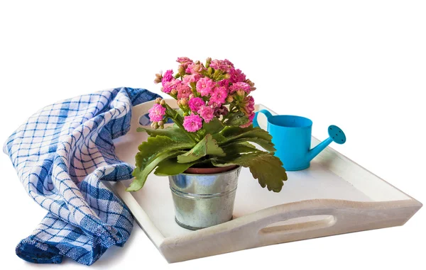 Blooming Kalanchoe — Stock Photo, Image