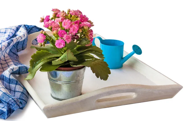 Pink Kalanchoe — Stock Photo, Image