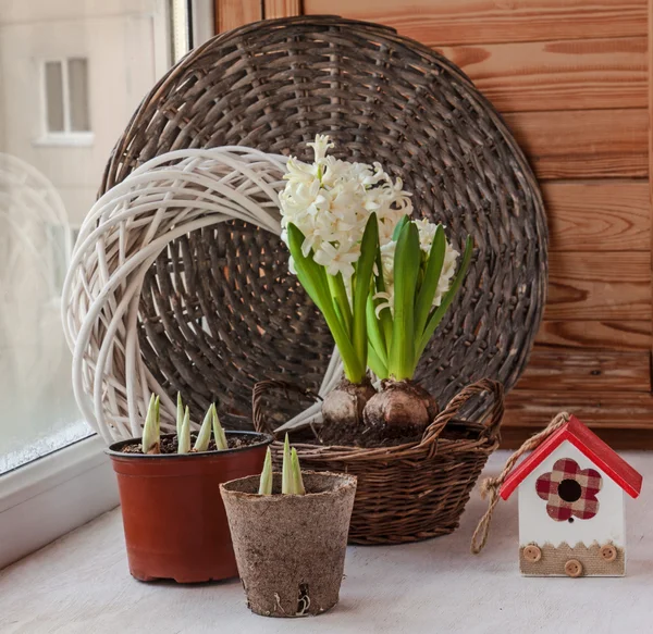 Growing spring flowers — Stock Photo, Image