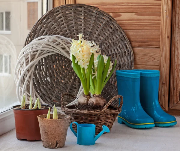 Growing hyacinths on the balcony — Stock Photo, Image