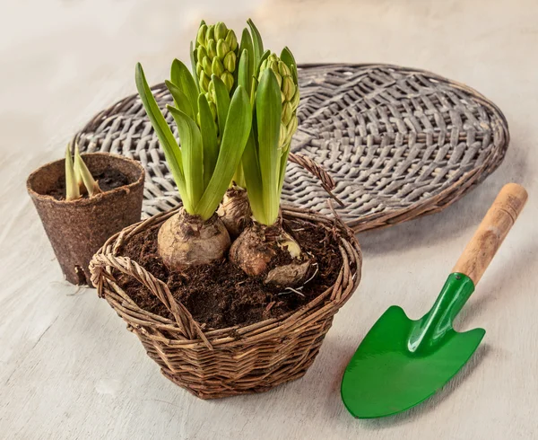 Three hyacinth in basket — Stock Photo, Image