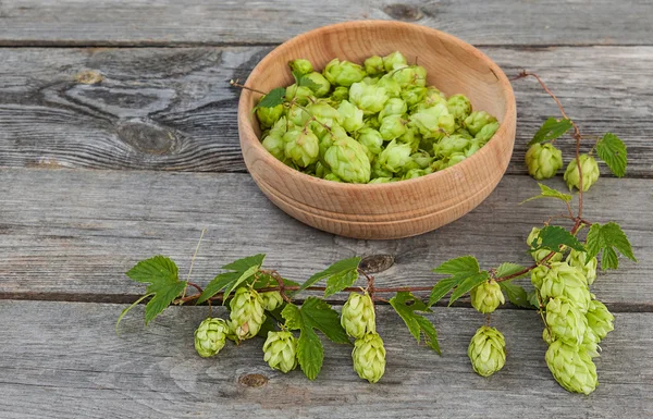 Récolte de houblon — Photo