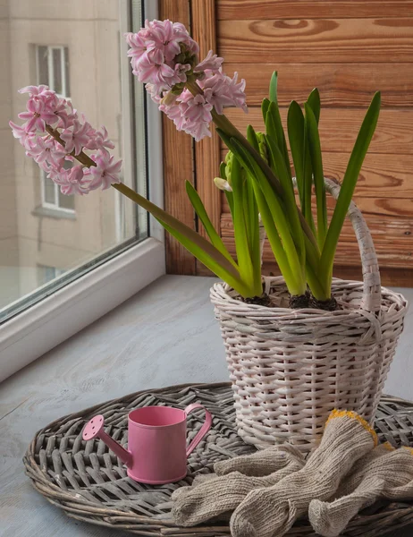 Růžový hyacinty na okno — Stock fotografie