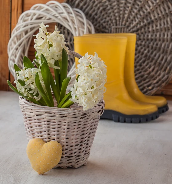 Witte hyacinten in een mand en hart — Stockfoto