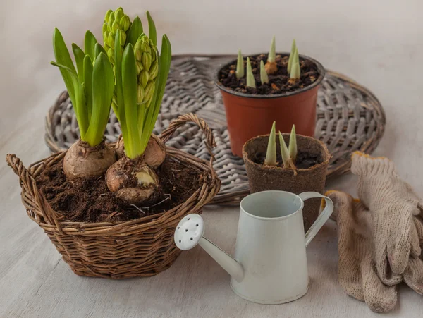 Growing hyacinth — Stock Photo, Image