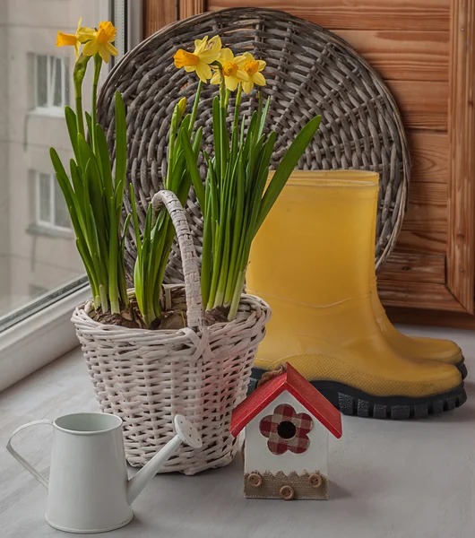 Jonquilles sur les bottes en caoutchouc de fenêtre et jaune — Photo