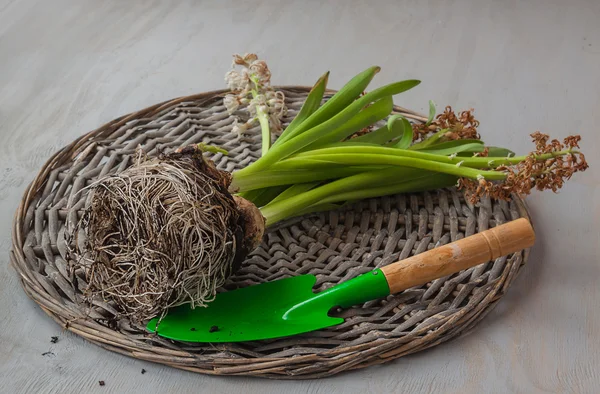 Gegraven droge hyacinten op de oude houten tafel — Stockfoto