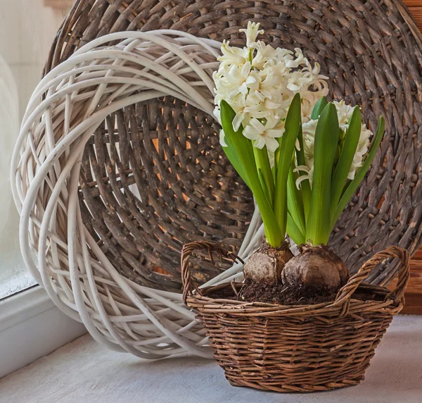 Hyacinths in basket — Stock Photo, Image