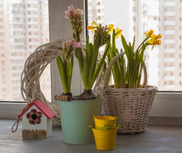 Pink hyacinth and daffodils on the window — Stock Photo, Image