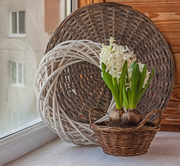 Hyacinty v košíku — Stock fotografie