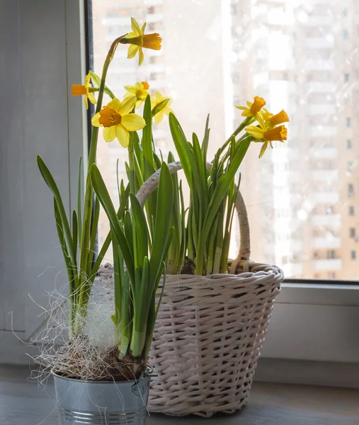 Narcisos na janela e a janela que está nevando — Fotografia de Stock