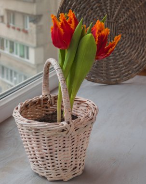 sepet içinde kırmızı lale