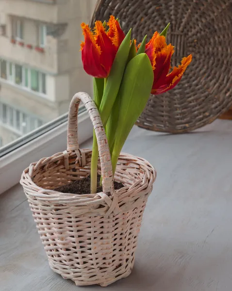Red tulips in a basket — Stock Photo, Image
