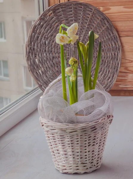 Små vita dubbla narcisser — Stockfoto