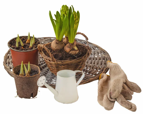 Hyacinths growing in a basket — Stock Photo, Image
