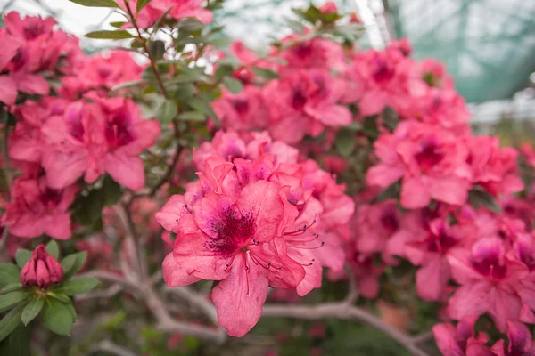 Azalia różowe — Zdjęcie stockowe