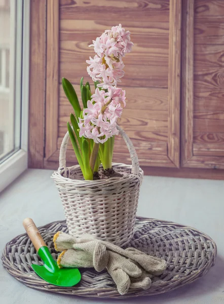 Roze hyacint in een mand — Stockfoto