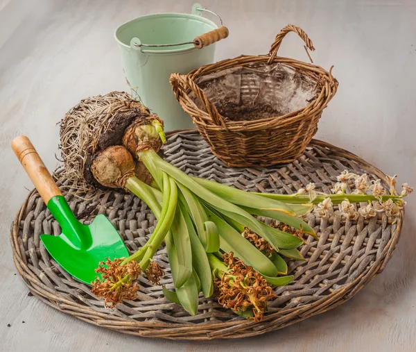 Gegraven droge hyacinten — Stockfoto