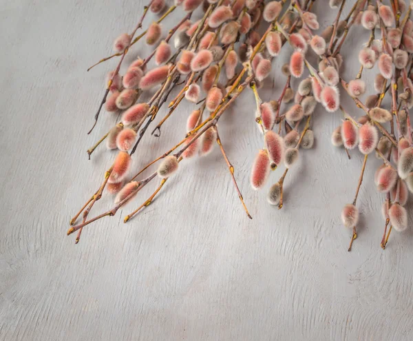 Willow twigs — Stock Photo, Image