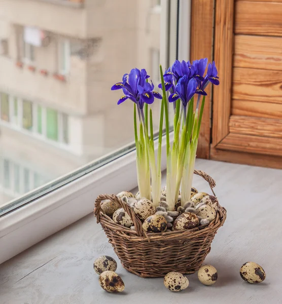 Iris y codornices huevos en una cesta — Foto de Stock