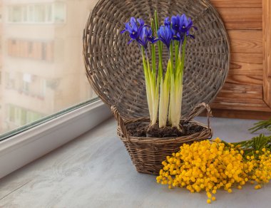 bir sepet ve Mimoza süsen