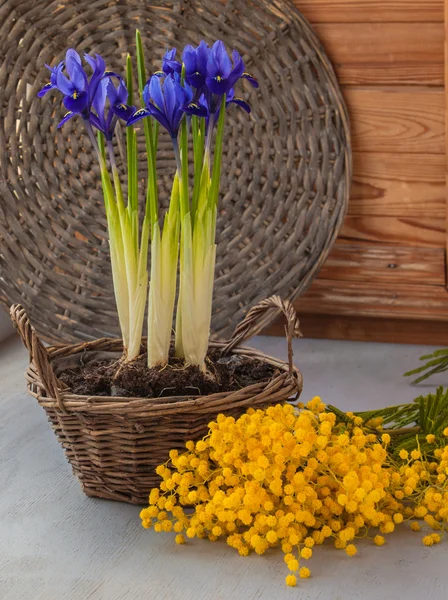 Irises in a basket and mimosa — Stock Photo, Image