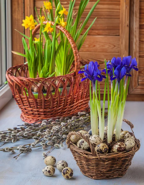 Daffodils and bulbous irises — Stock Photo, Image