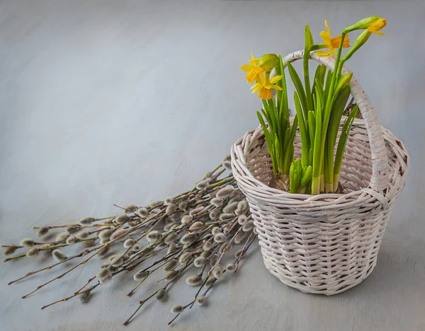 Narcisi in un cestino — Foto Stock