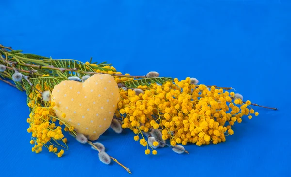 Mimoza mavi zemin üzerine — Stok fotoğraf