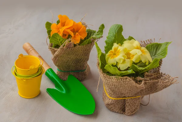 Yellow primula and garden tools — Stock Photo, Image